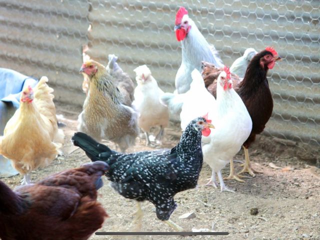 The Hens