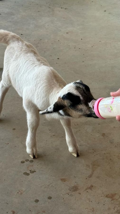 Goats